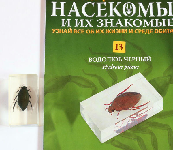 Водолюб насекомые и их знакомые Насекомые и их знакомые водолюб