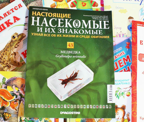 Медведка насекомые и их знакомые Медведка насекомые и их знакомые