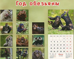Год обезьяны календари. Календарь с обезьяной. 2004 Год обезьяны. Год обезьяны 2004 год. Календарь 2016 год обезьяны.