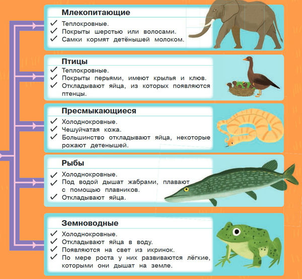 Какое преимущество дает теплокровность. Теплокровные животные и холоднокровные животные. Теплокровные и холоднокровные животные разница. Хладнокровные и теплокровные животные таблица. Теплокровные и холоднокровные животные 6 класс.