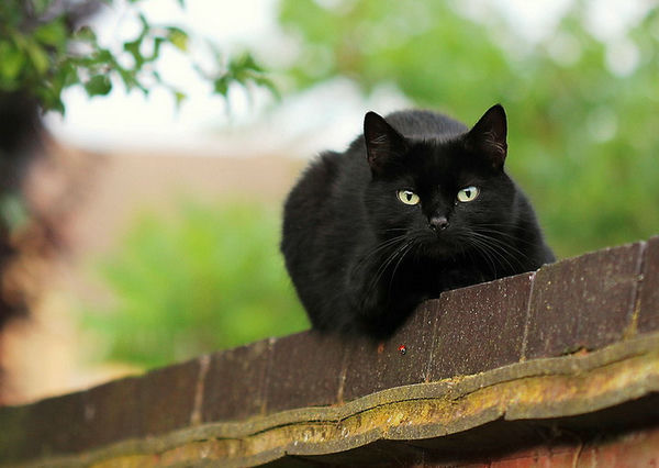 Фото Черного Кота С Зелеными